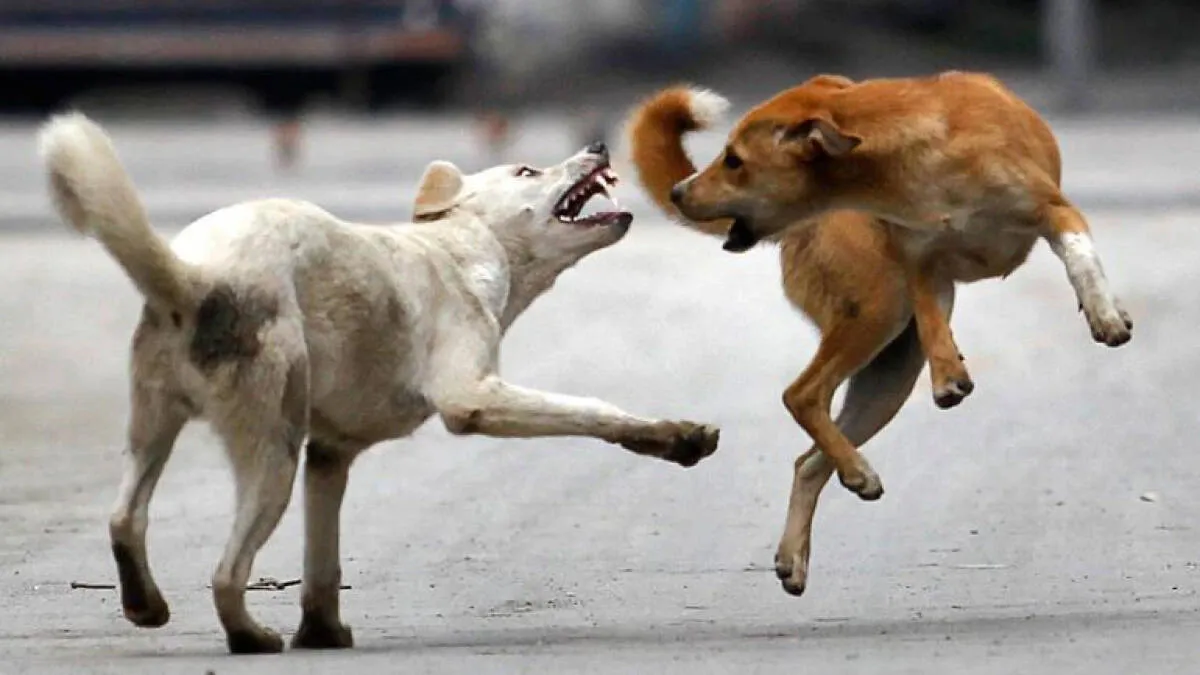 street-dogs