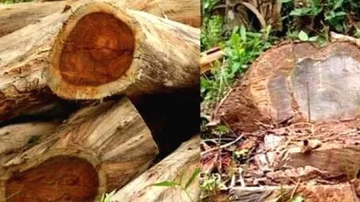 muttil-tree-felling-