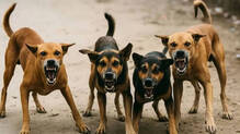 street-dogs-