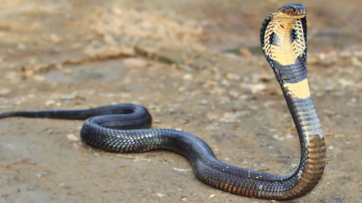 king-cobra