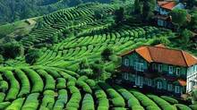 ooty-roads-