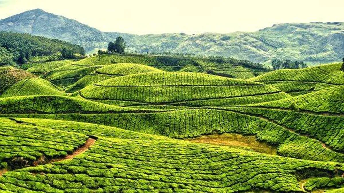 munnar-land-encroachment- munnar-land-encroachment-