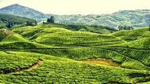 munnar-land-encroachment-
