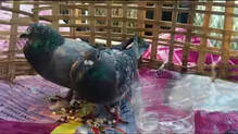pigeon
