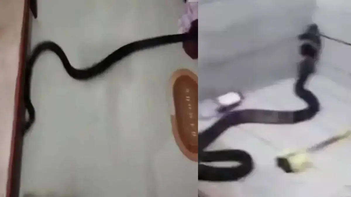 cobra